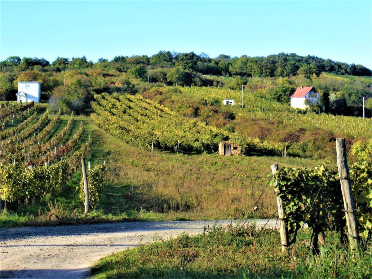 Tokaj Hill Panorama Guesthouse Szerencs Bagian luar foto